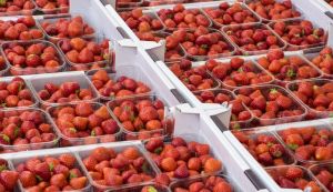 Van Amerongen Storing fruit on pallets