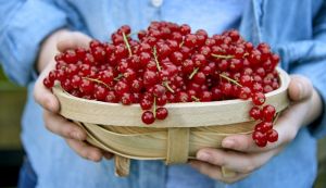 Van Amerongen Redcurrant storage