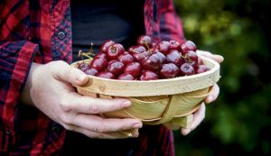 Van Amerongen Fruit storage
