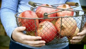 Van Amerongen Pomegranate storage