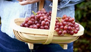 Van Amerongen Grape storage